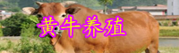 在農村養黃牛怎么樣？養一頭的成本和利潤有多少？