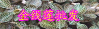 “藥王”金線蓮種植賺錢嗎？和銀線蓮有什么不同？