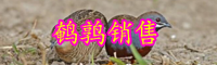 “卵中佳品”鵪鶉蛋價格大概多少錢一斤？兩個方法可煮熟！