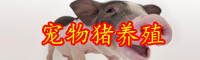 云南寵物豬多少錢一只？怎么養？