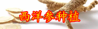 云南西洋參價格多少錢一斤？生長周期是多久？