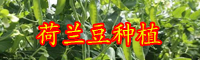 云南現在荷蘭豆價格多少錢一斤？種植要點有哪些？