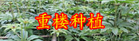 云南重樓市場價格多少錢一斤？生長周期是多久？
