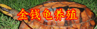 云南金錢龜苗市場價格多少錢一只？怎么養？