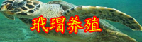 云南玳瑁多少錢一只？玳瑁手鐲怎么賣？