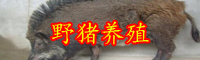 云南豬肉多少錢一斤？養殖豬苗多少錢一頭？
