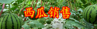 云南冬季西瓜價格大概多少錢一斤？怎么種才能豐產？