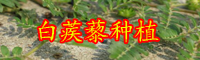 白蒺藜的別名叫什么？價格大概多少錢一斤？