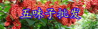 云南常用中藥材南五味子的別名叫什么？價格多少錢一斤？