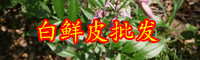 云南白鮮皮價格多少錢一斤？有什么作用？