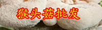 云南猴頭菇價格多少錢一斤？種植前景怎么樣？