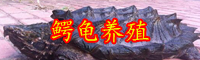 鱷魚龜多少錢一斤?壽命有多長？