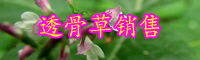 云南透骨草的別名叫什么？價格大概多少錢一斤？