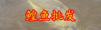 云南鰉魚多少錢一斤？和鱘魚有什么區別？