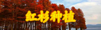 云南紅杉樹苗價(jià)格是多錢一棵？種植條件是什么？