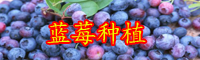 云南藍(lán)莓苗大概多少錢一棵？怎么種植長的好？