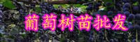 云南葡萄樹什么時(shí)候可以種？征收土地時(shí)是按一畝還是一棵進(jìn)行賠償？