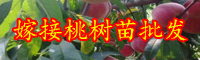 云南桃樹(shù)苗嫁接好不好？多少錢(qián)一棵？