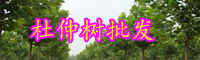 云南杜仲樹(shù)多少年可以收益？種子價(jià)格多少錢(qián)一斤？