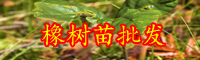 云南橡樹(shù)有什么特點(diǎn)？