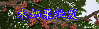 云南熱帶植物木奶果樹(shù)苗價(jià)格多少錢(qián)一棵？
