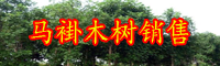 云南馬褂木樹(shù)苗價(jià)格多少錢(qián)一株？