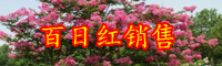 百日紅苗木價(jià)格多少錢(qián)一棵