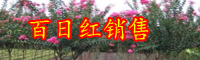 云南桃金娘目百日紅什么時(shí)候開(kāi)花、落葉？