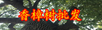 云南香樟樹(shù)什么時(shí)候開(kāi)花？