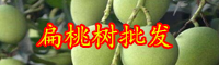 云南“亞熱帶名果”扁桃樹(shù)的產(chǎn)地在哪？