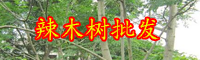 云南一棵辣木價(jià)格大概多少錢(qián)？