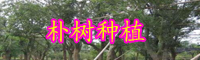 云南落葉喬木樸樹(shù)小苗價(jià)格多少錢(qián)一棵？