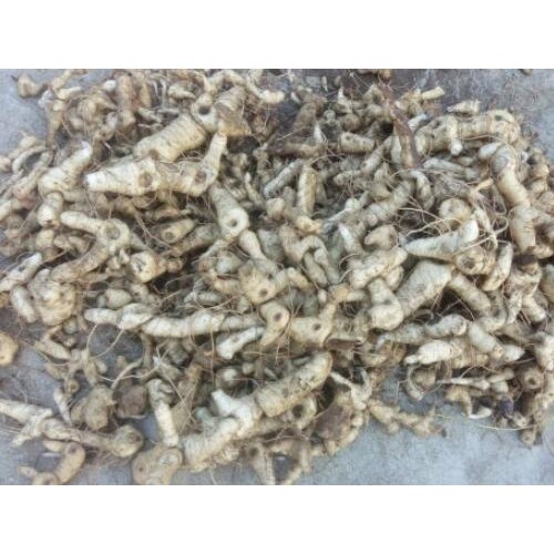 “陸地上的海叁”黃精價格行情多少錢一斤？那樣種輕輕松松增產(chǎn)！