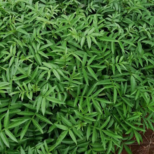花椒樹為何不種家中？2019年種這三個種類掙錢！