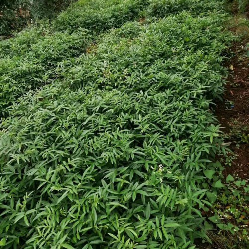 花椒種子何時(shí)獲得？解決方法是啥？