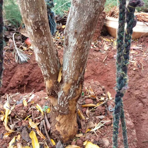 番石榴價錢大約多少錢一斤？附石榴樹的種植技術