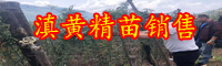 滇黃精價格行情大約多少錢一斤？作用與主冶是啥？鮮品畝產(chǎn)量是多少斤？怎樣採收與粗加工？