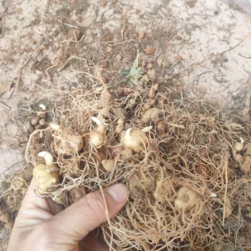 黃精的銷售市場價格多少？作用和功效忌諱有什么？