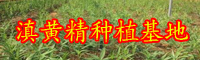 天然的黃精大約多少錢一斤？種一畝大概必須投資成本？