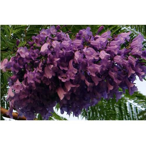 藍(lán)花楹花語是什么？目前種植方法及注意事項(xiàng)是哪些?適合云南種植的藍(lán)花楹