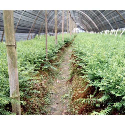 云南園林綠化/綠化苗木馬櫻花、云南櫻花、山玉蘭