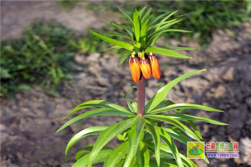 貝母的高產種植技術