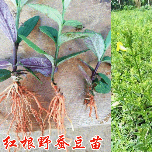 哪里有賣紅根野蠶豆 紅根野蠶豆一棵多少錢(qián)