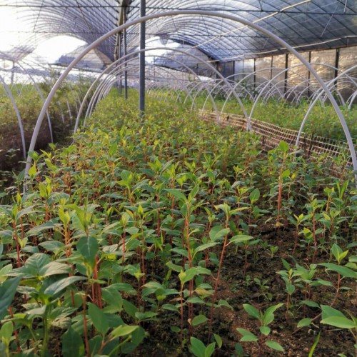 云南臨滄火鐮菜.山胡椒.天干果.禿杉.臨滄苗木供貨商