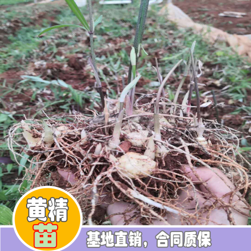 現在2020年普洱黃精種苗多少錢一棵？普洱黃精種苗種植前景