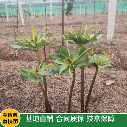 現如今種植一畝重樓務必多少錢直接成本呢？其贏利又有多少呢