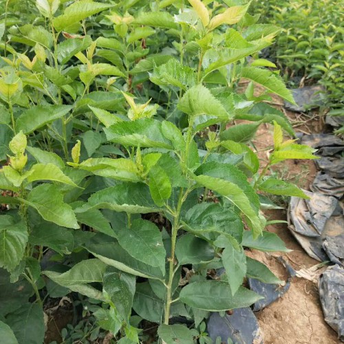 櫻桃樹能和那些樹嫁接？什么時(shí)間嫁接合適?