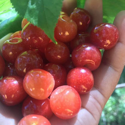 矮化大櫻桃樹生產量多少錢呢？果苗是啥價錢？