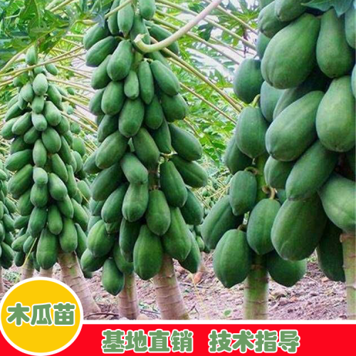 木瓜合適哪些地方栽種？一般兩年結果？