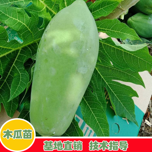 木瓜栽種與獲得時間是什么時候？木瓜能夠 生產加工嗎？